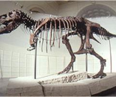 http://www.sitedecuriosidades.com/thumbnail.php?imagem=painel/files/0A7C3.jpg&l=240&a=200
